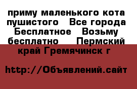 приму маленького кота пушистого - Все города Бесплатное » Возьму бесплатно   . Пермский край,Гремячинск г.